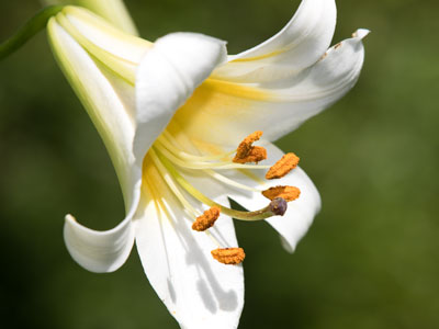 In my youth I used to take a lot more pictures of flowers.  Now two in one day is unusual.