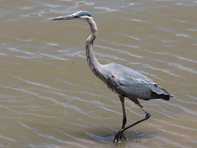 Fish haven`t got a chance against a beak like this one (see also June 21 above).