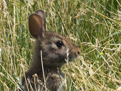 Somebunny was watching me take pictures of the bird.