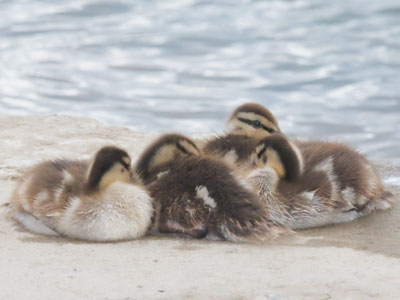 As soon as these ducklings were down for a nap, the mother flew away for some much-needed `Me Time.`