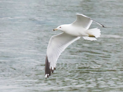 Oh, for the breath of the briny deep and the tug of the bellying sail, with the seagull`s cry across the sky and a passing boatman`s hail.  PAUL LAURENCE DUNBAR