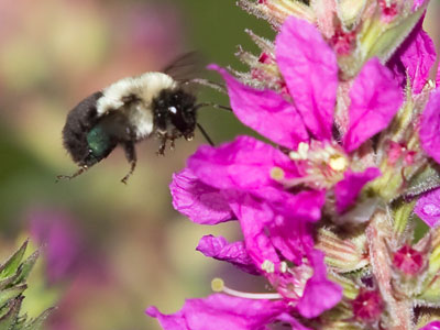 Things are buzzing in the garden.