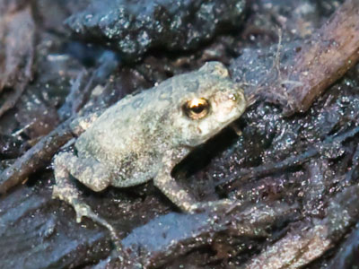 One more shot on the way home.  Nothing`s wrong with my eyes if I can spot a frog the size of my pinky nail.