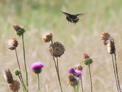 Any amateur can get a shot of a butterfly sitting still.