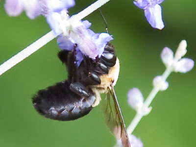 I don`t know about you, but I just can`t get started in the morning until I`ve had a face full of pollen.