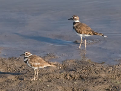 Plural of deer is deer.  Plural of killdeer is killdeers.