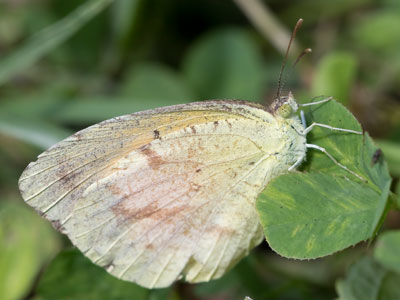 I went outside today prepared to photograph little things (unlike on June 24, 2017).