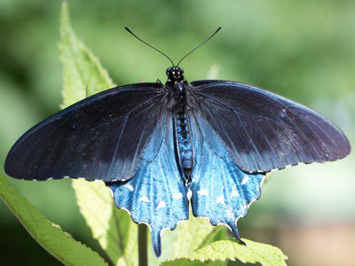 Batman is nothing compared to this.