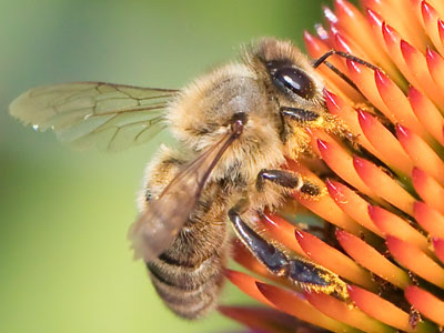 Ooh, pollen in the eyes.  I hate that.