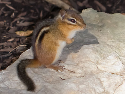 Beast No. 1 from this morning.