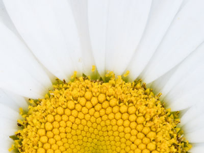 Enjoy the flowers of summer while you can.