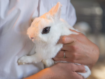 The bunny`s entire life has been in preparation for this.