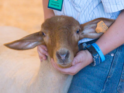 Cows, chickens and pigs, yes I understand.  But the usefulness of goats escapes me.