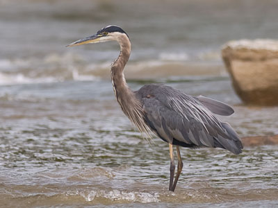I took SO MANY photos of this heron today.  Presumably this is the best one.