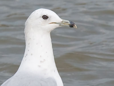 It was just me and the waterfowl this morning.