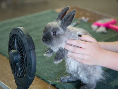 Bunny loves the fan.
