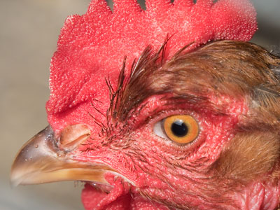 The Montgomery County fair will no longer be held in Dayton.  It was my only chance to hear roosters crowing.