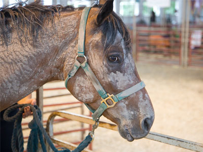 I first photographed the horse grooming competition on September 5, 2004.  There used to be enough teams to fill the arena, but this year there were only three.