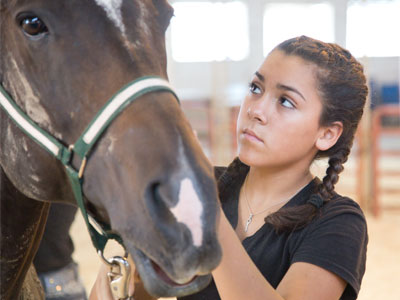 The competitors watch the horse closely while they clean it, since an unhappy animal can be dangerous.