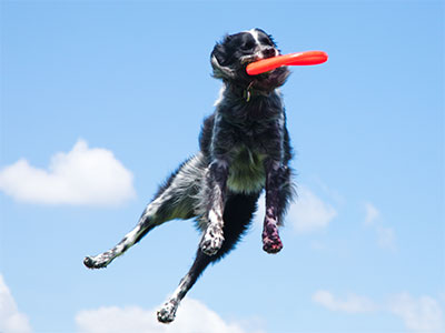 Flying dogs at the final day of the final fair.