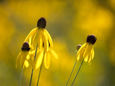 The county fair is over, so back out to the prairie I go.