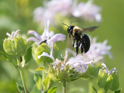 I go through a mental checklist when I`m taking photos.  `All right, I`ve got my flying bee picture for the day.`