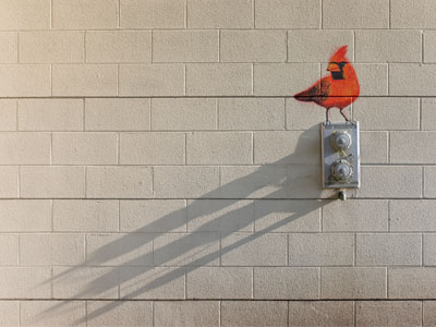 I take way too many pictures of birds.