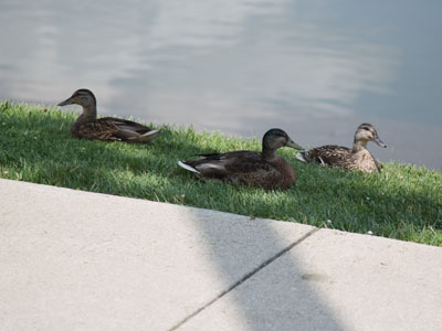 Smart ducks -- and photographers -- stay in the shade.