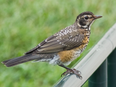 A mediocre day of pictures follows yesterday`s beauty.