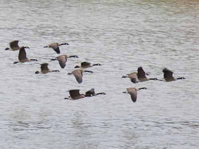 Maybe they finally figured out we don`t want them here.