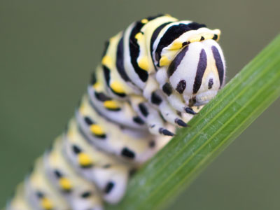 If you`re a caterpillar, it`s okay to eat all the time.
