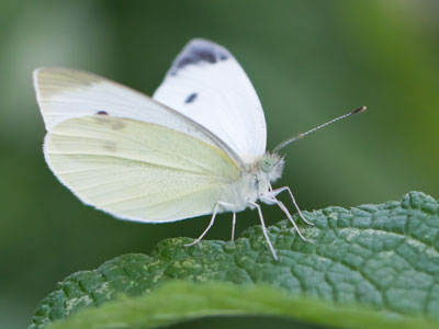 The humble cabbage white is the state butterfly of Ohio.