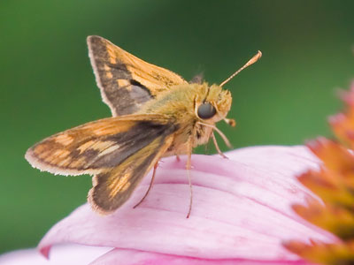 The double wing configuration and the `clubbed` antenna identify this insect as a skipper, not a butterfly.