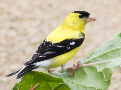 I HEARD lots of finches, but SAW only this one.