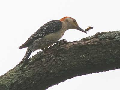 After this woodpecker scored, other birds wanted some.