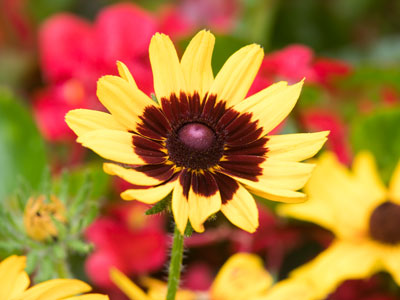 I had planned to take photos of a person this morning, but apparently she`s still asleep, so here`s a flower.