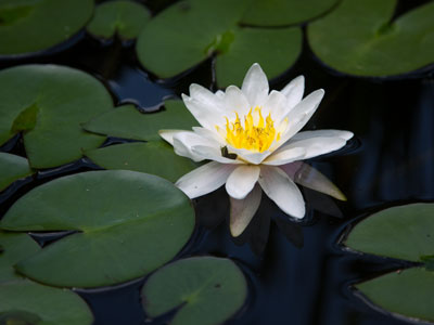 A quiet oasis in downtown Dayton.