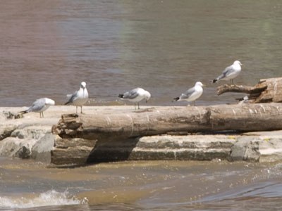 I sure hope that I can get a better gull photo tomorrow (see July 26 below).