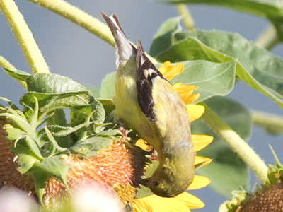 I often wonder if sunflower seed are worth the trouble.