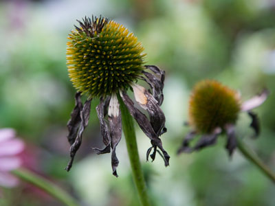 It`s been hot lately.