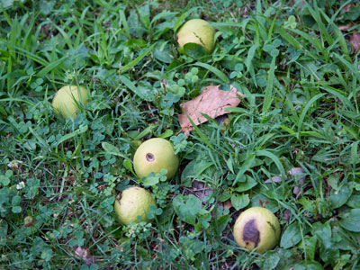 It`s dangerous to walk past my house this time of year.