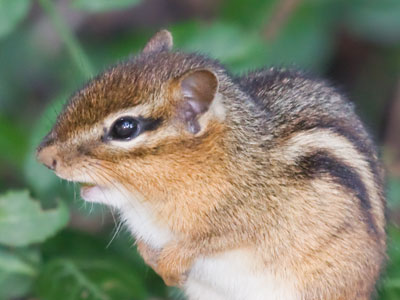 Why I open the garden gate quietly and walk in slowly.