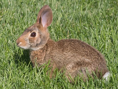 I was looking for last week`s rabbit (see July 23 above) but found this smaller bunny instead.  Note the cottontail.