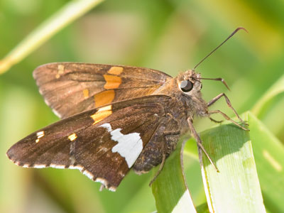 As I took this picture, hummingbirds flew noisily past my head, so I had a good idea of what was coming next.