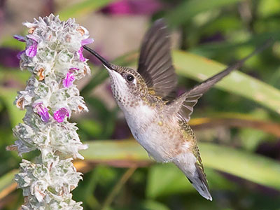 Today was among the most rewarding experiences I`ve had taking nature photos.  What a beautiful summer day!