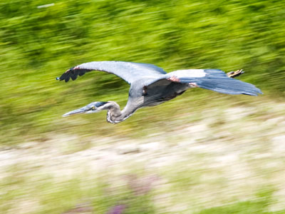 Here he comes to save the day!