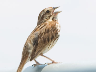 This was a beautiful summer day worth singing about.