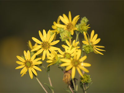 I used to take photos on the prairie almost every day.  Now I`m mostly at the river, but I came back today.