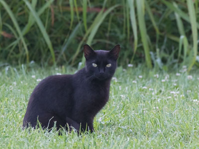 I`m not the cat I used to be.  I got a kid, I`m thirty-three.  Purr meow!  CHRISSIE HYNDE