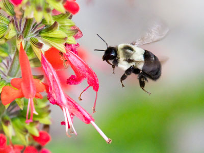 Got my flying bee photo, so I can go now.